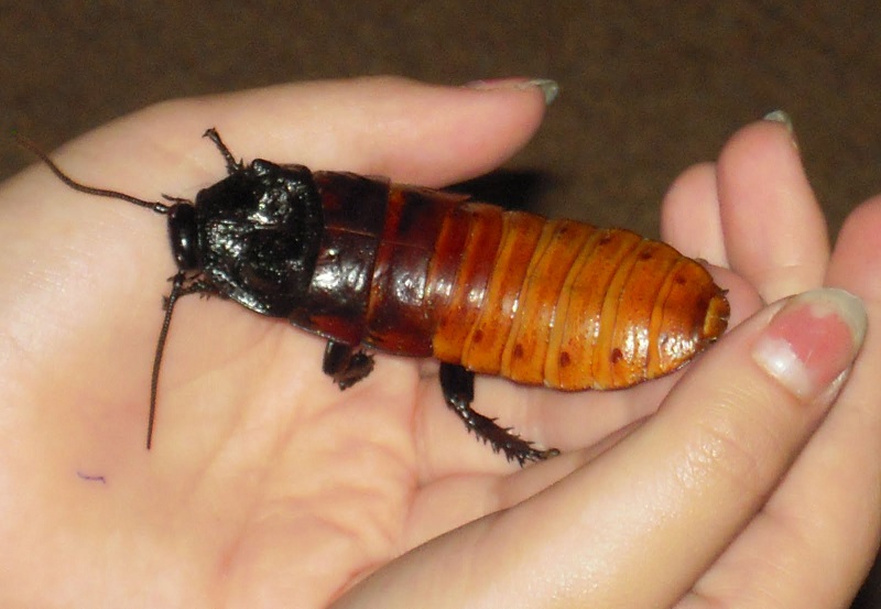 7 Petrifying Insects That Will Give You Nightmares