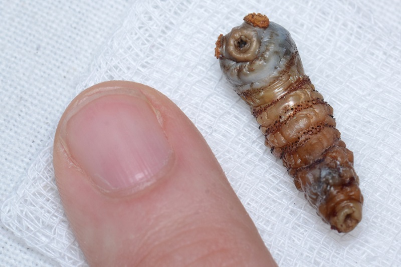 7-petrifying-insects-that-will-give-you-nightmares